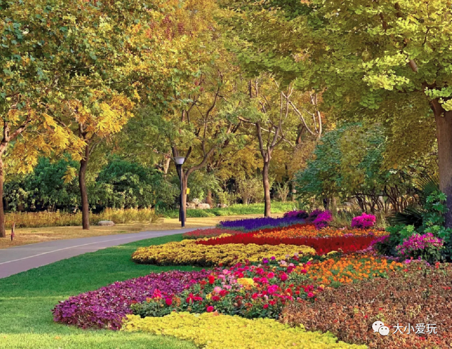 银杏最美的地方,金秋十月最美的银杏