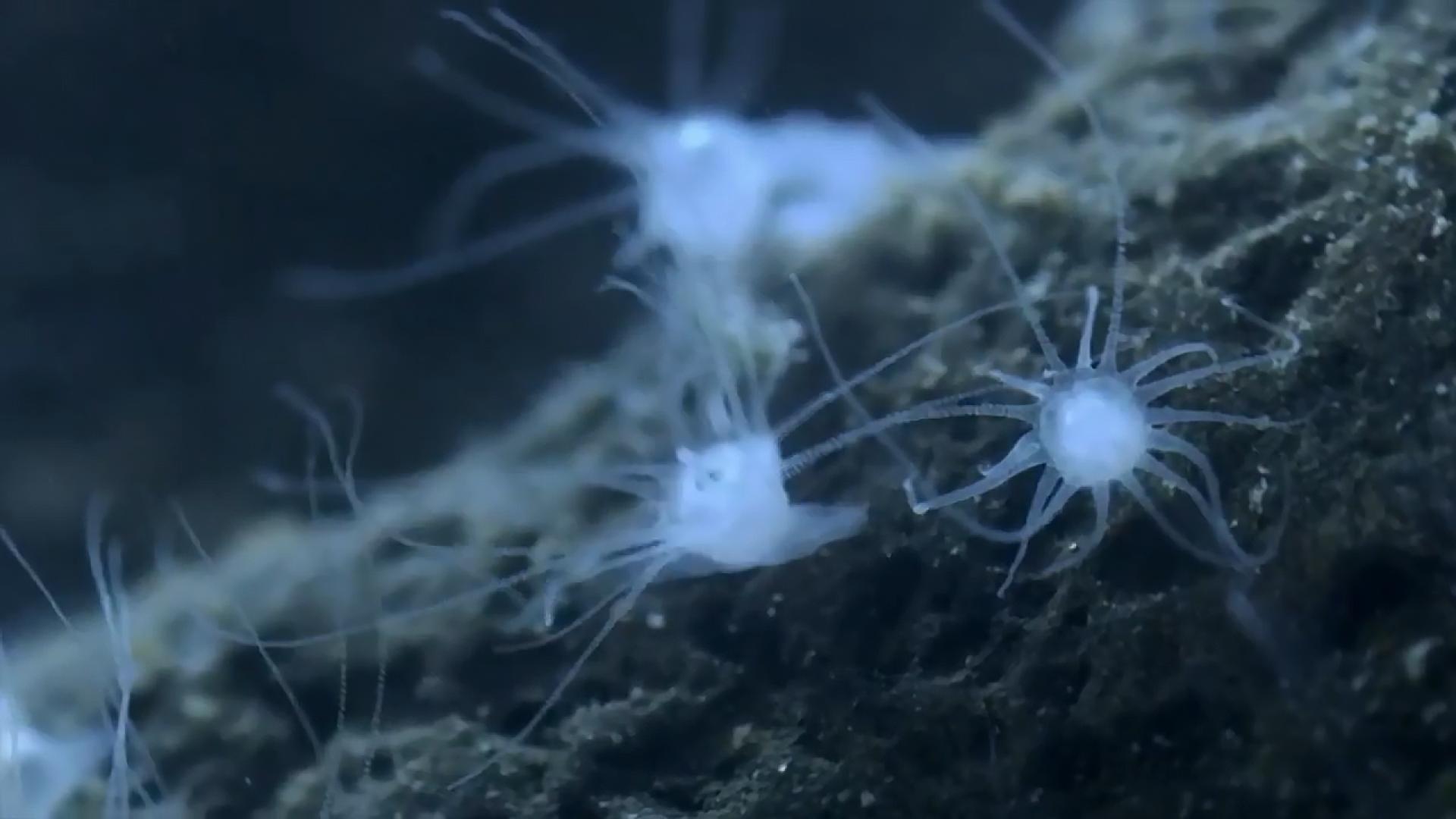 水母无法在冬天存活,水母不动了还能活吗