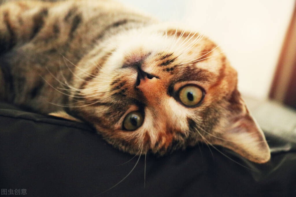 长寿猫咪,猫咪长寿