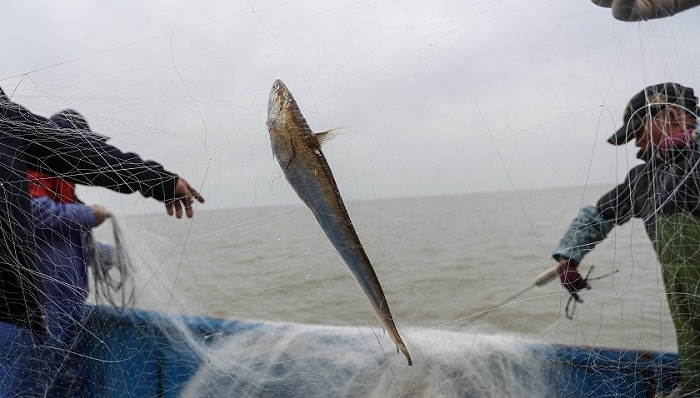 长江野生鲥鱼还有没有,现在长江鲥鱼怎么样了