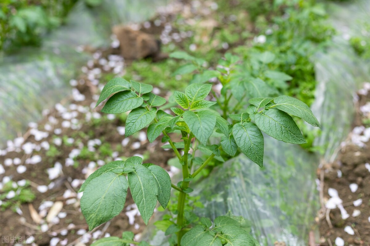 刘希国：洋芋的眼睛