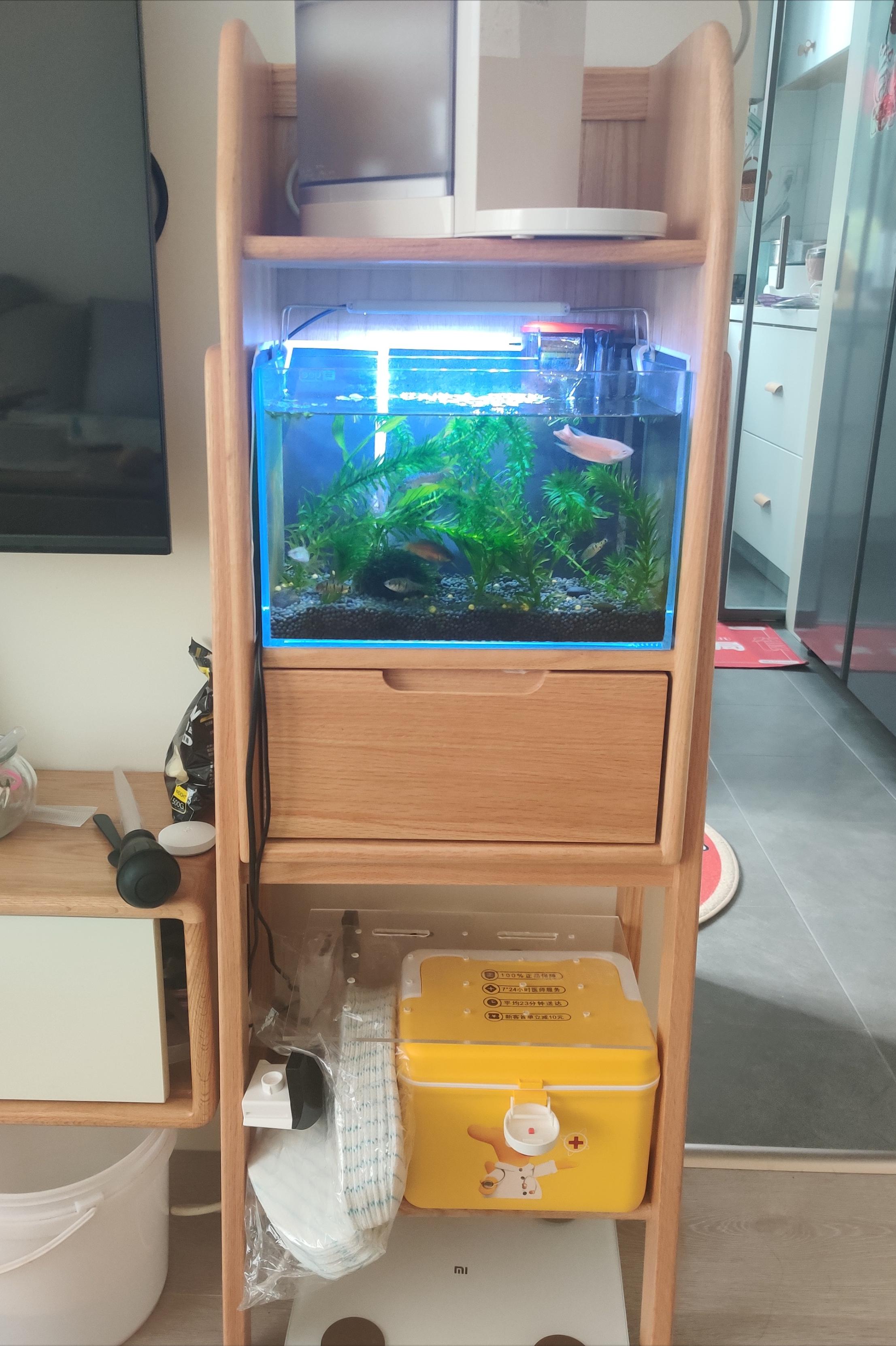 新手养斗鱼攻略,新手养斗鱼下崽了怎么办