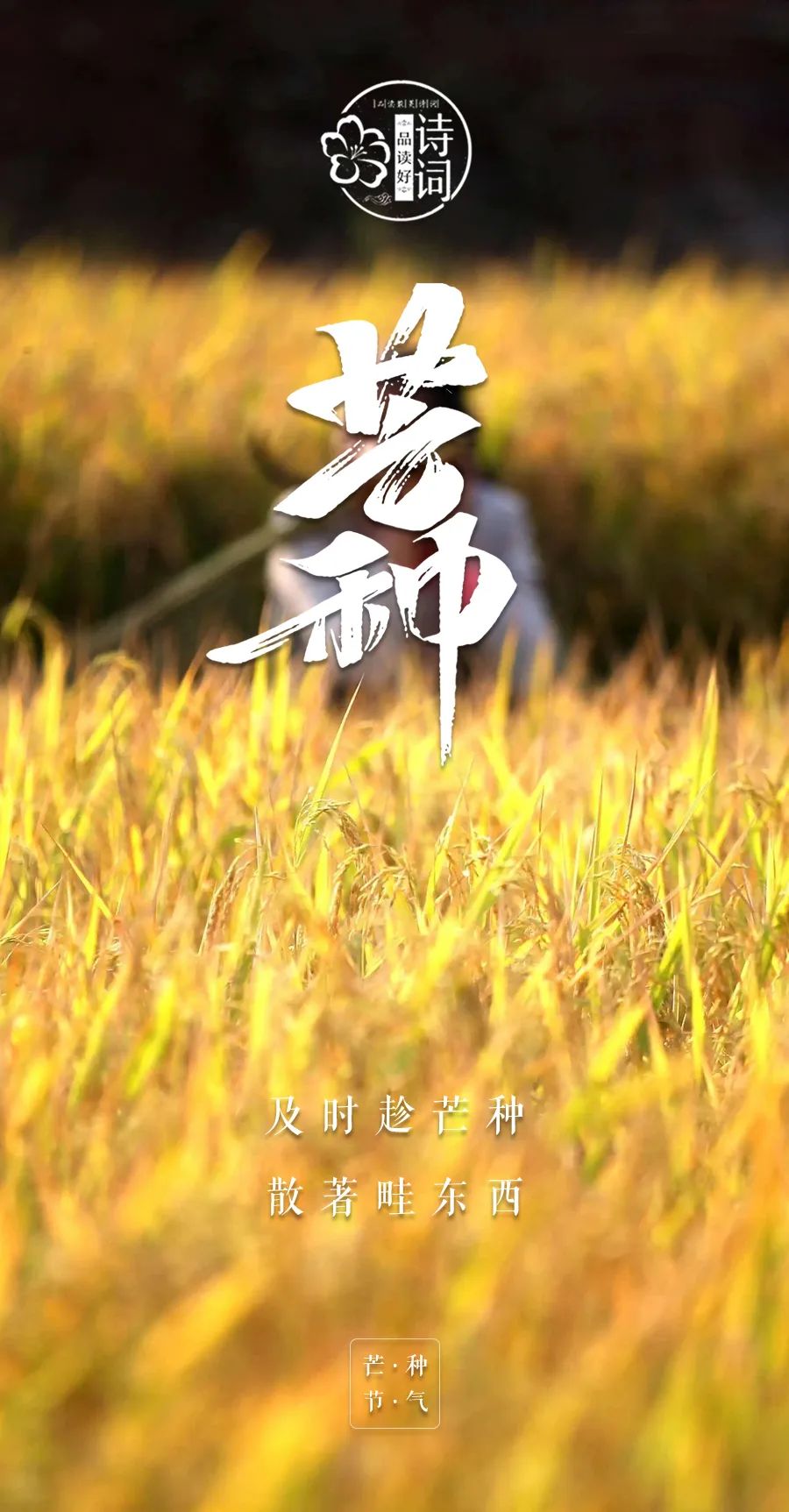 芒种悟人生的诗句,关于芒种的诗句汇集