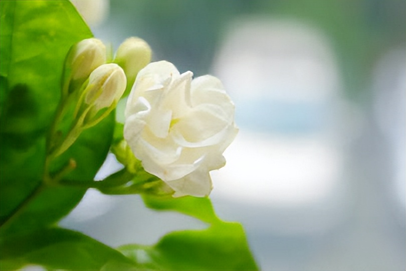 茉莉花著名诗句,茉莉花的诗句和名句