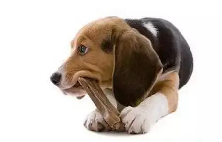 狗狗为啥乱咬东西搞破坏,怎么纠正狗狗乱咬东西