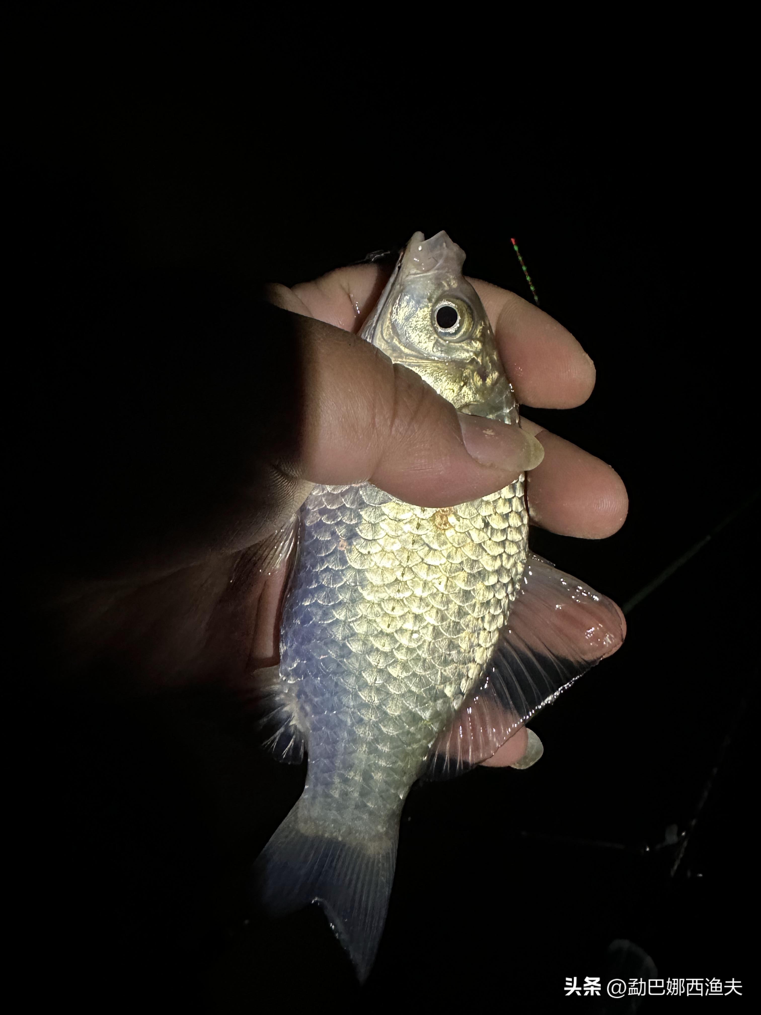 2020万峰湖野钓大罗非,万峰湖陇纳村野钓大罗非