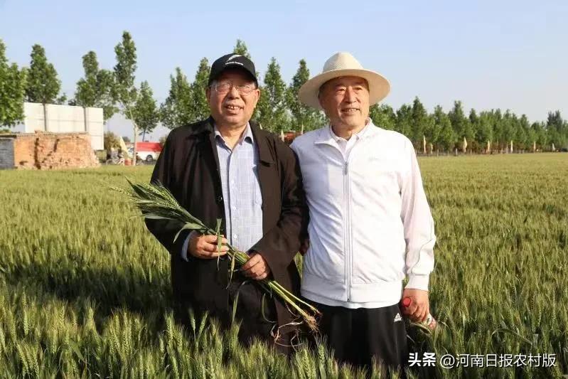 “麦”向酒粮“芯”时代！高产专用小麦天宁58观摩会暨上市发布会顺利举行