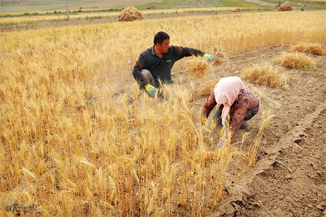 山西农民神秘暴富受到村民举报,山西农民意外发现大量黄金