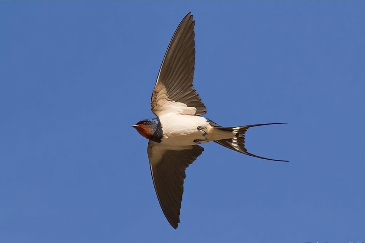 汉族人为什么从来不吃燕子？而且也不吃什么牛肉？