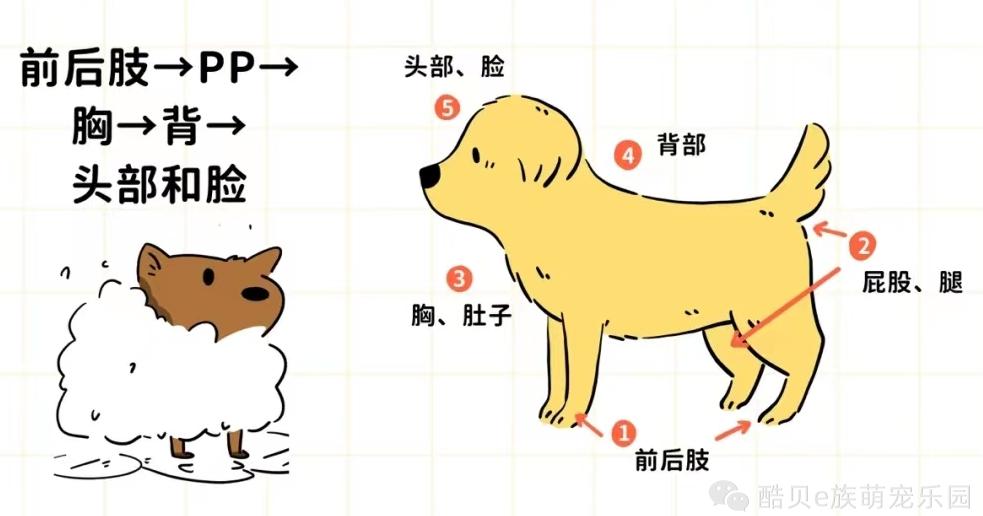 金毛狗狗洗澡全过程,怎么给狗狗洗澡才能洗得干净