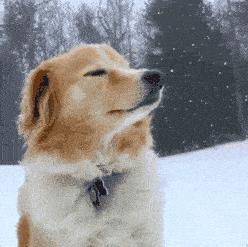 林志玲为什么越来越像日本贵妇,林志玲越来越像日本贵妇