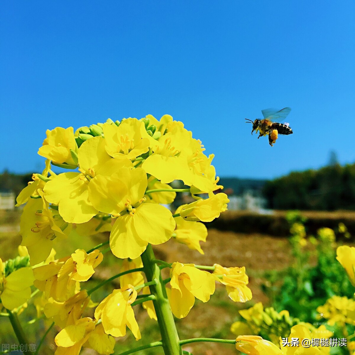 玉露为酒花为粮的意思,蜜蜂不食人间仓