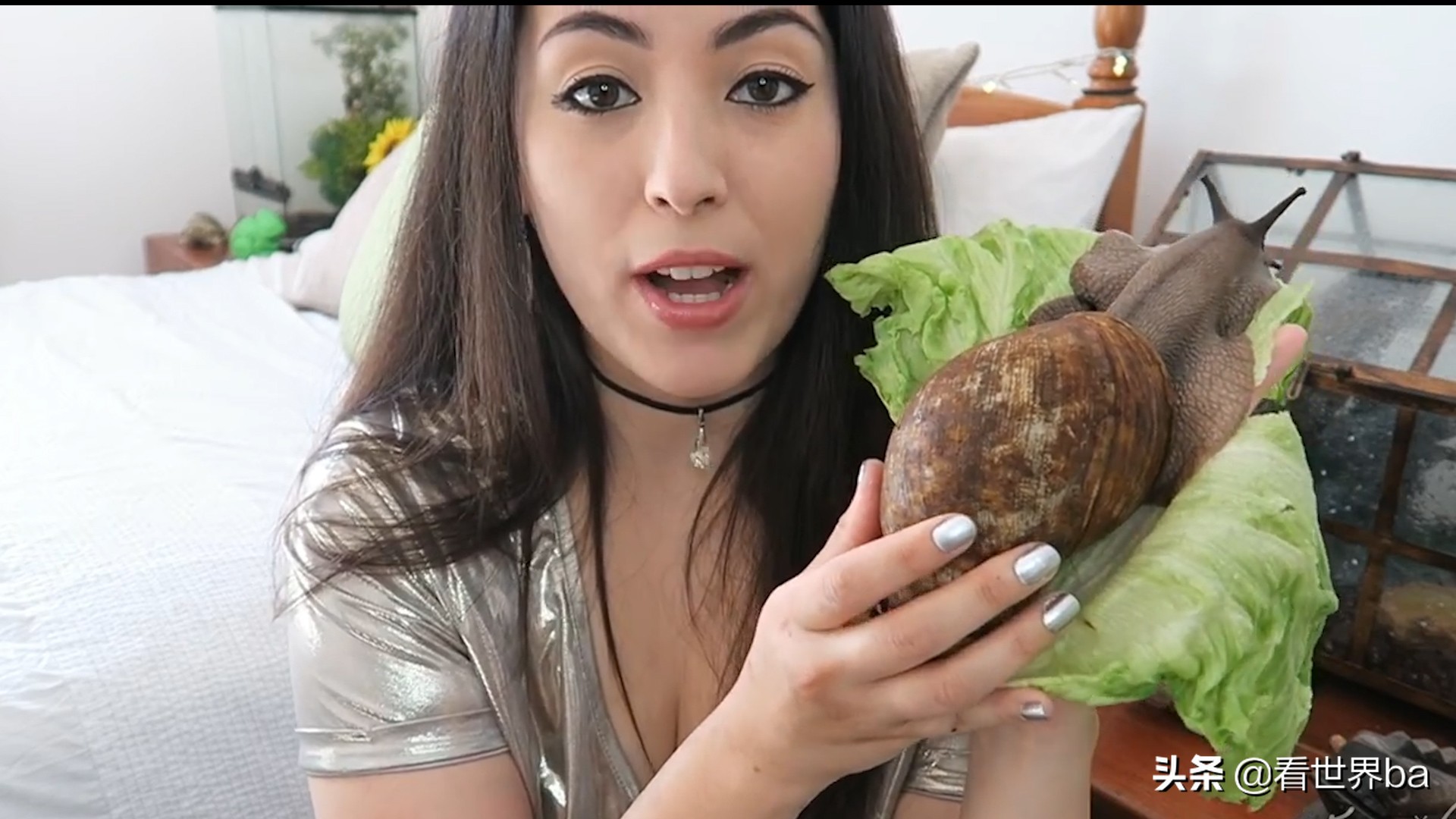 全球肆虐的非洲大蜗牛，是非洲人的美味，中国吃货：这个真不敢吃