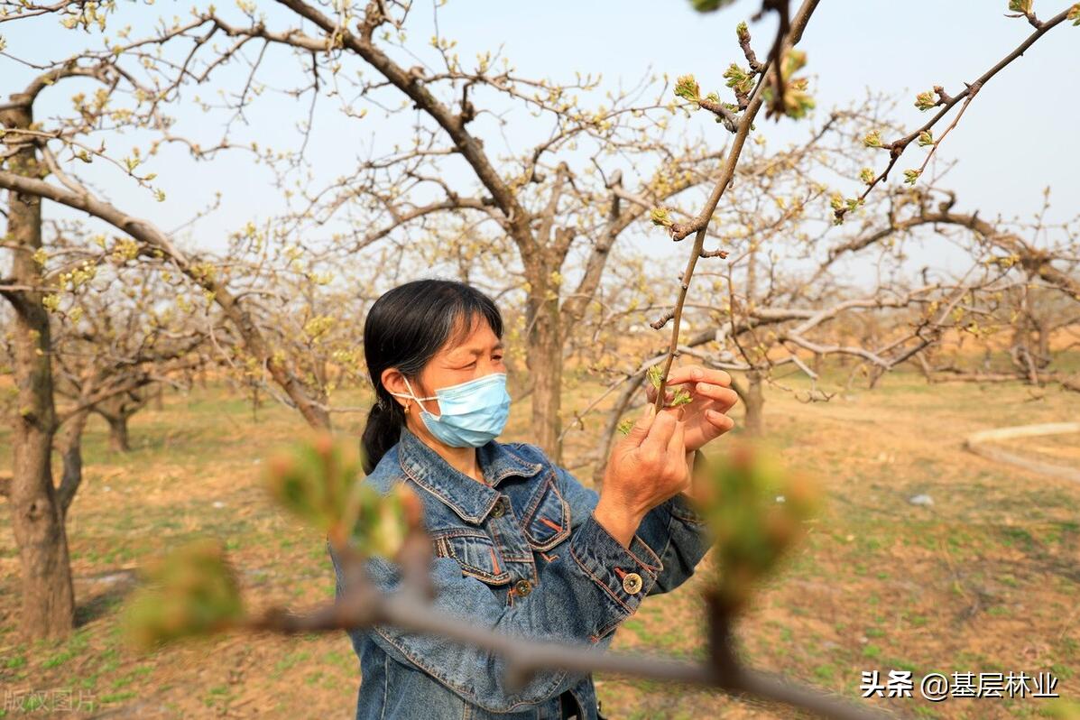 盆栽果树开花不结果原因,家里的果树不结果是怎么回事