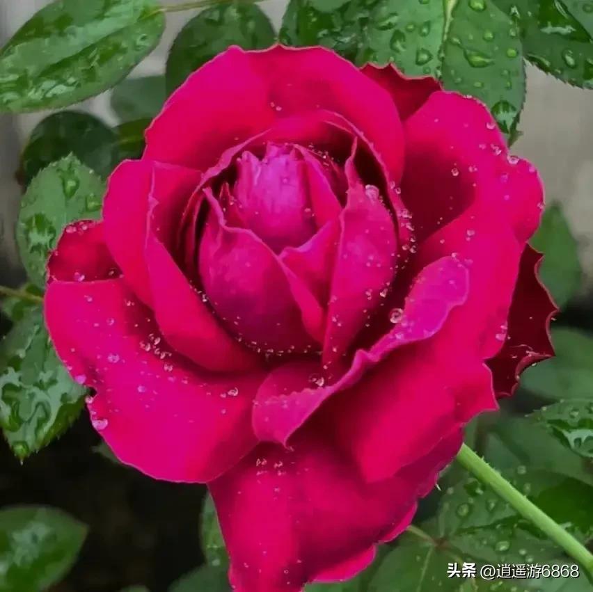 欧月皇宫深紫色月季花,月季花美图