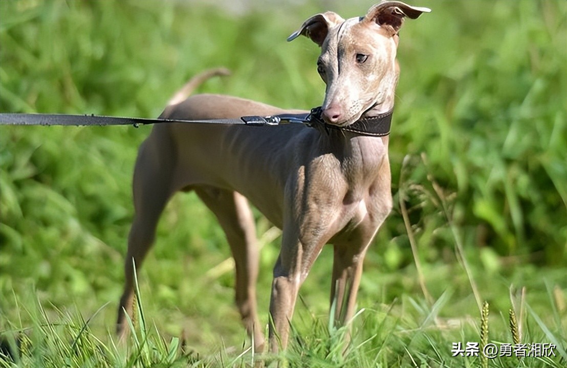 100种常见的宠物狗,常见的宠物狗种类图片和名称