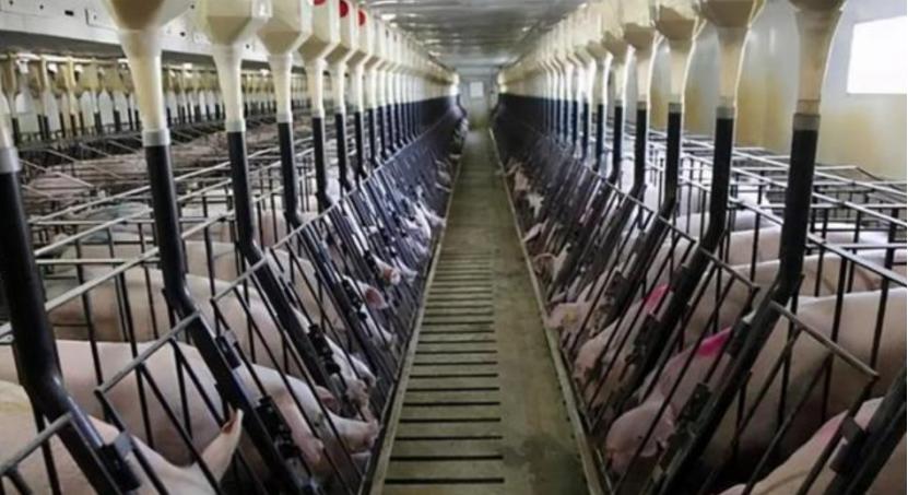 猪价持续上涨国家有什么措施,猪价大幅上涨可能性不大