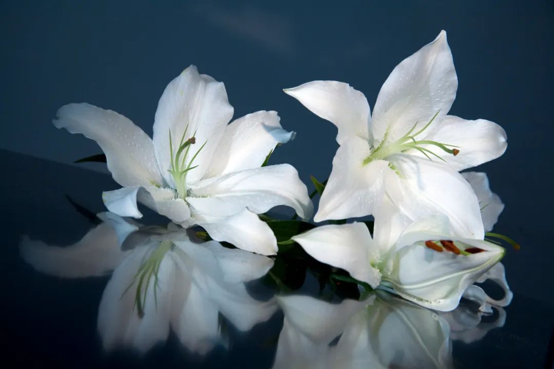 百合花折纸,百合花养殖方法