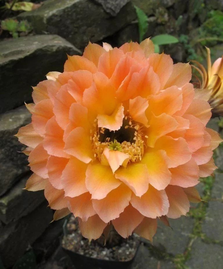 200种·仙人球开花图鉴，大开眼界，美到爆