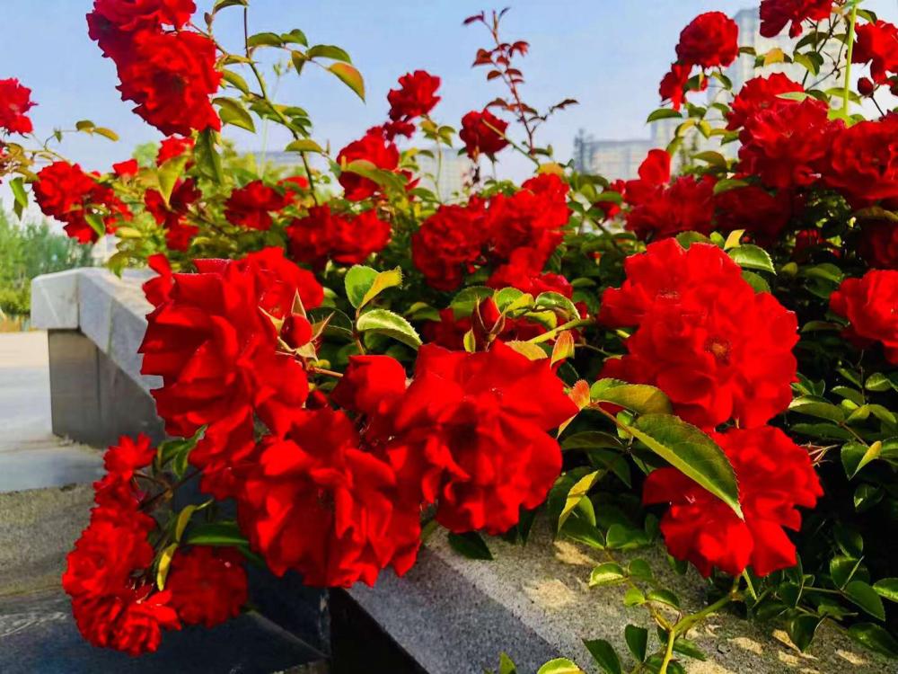 万绿丛中一抹红电影名,万绿丛中一抹红完整版