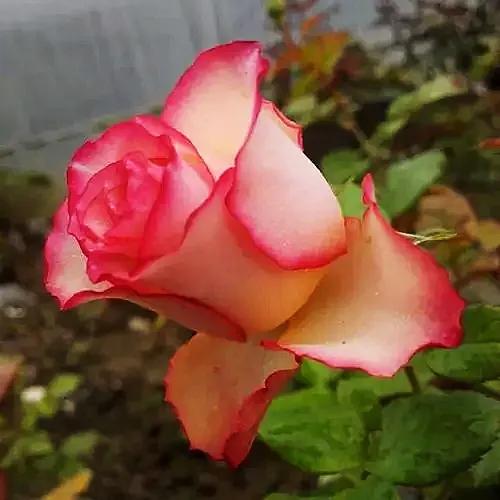 九洲湾月季公园旋转木马,旋转大木马和旋转小木马月季