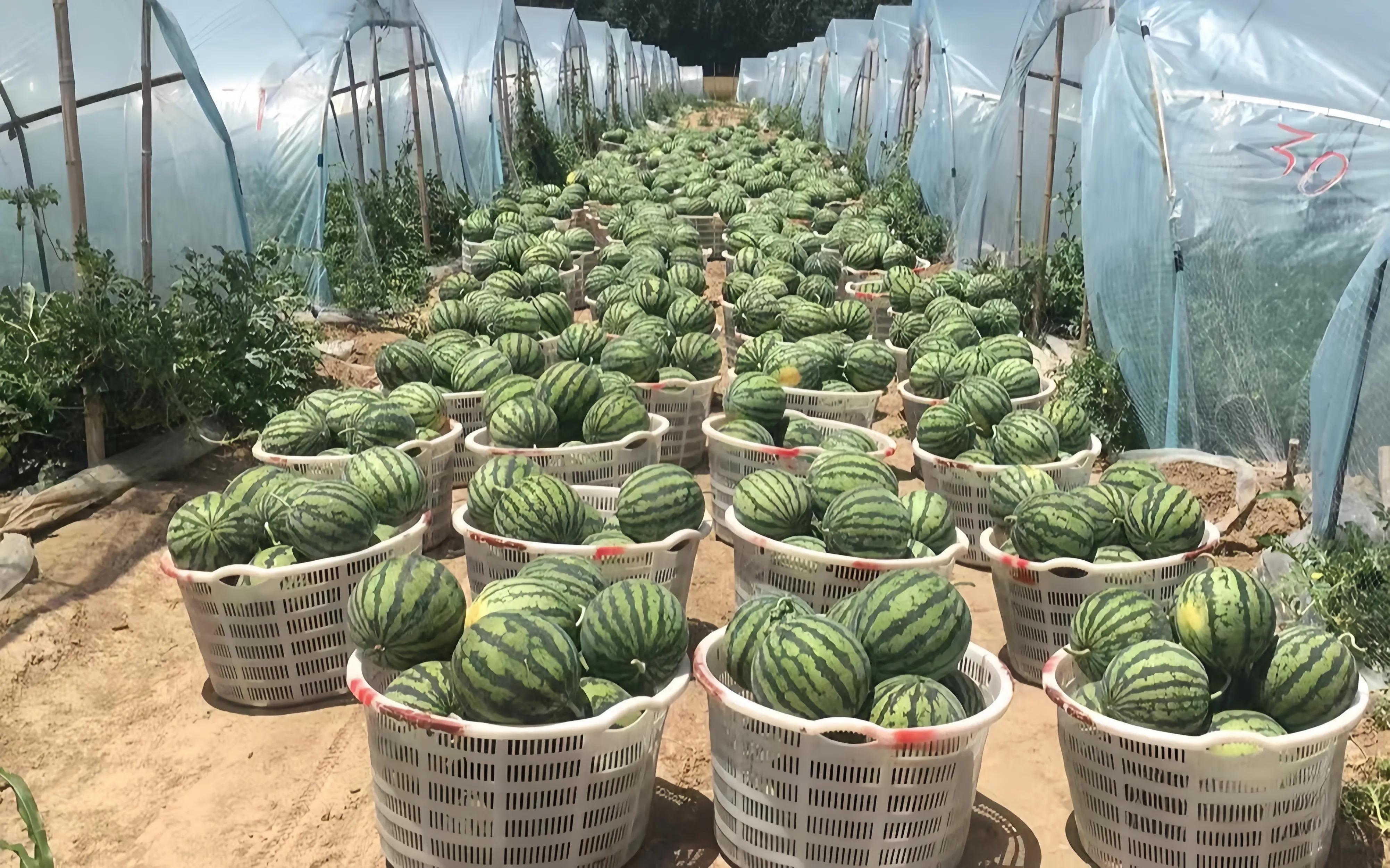 农村做什么小型加工项目赚钱,农村项目哪个最简单加工最赚钱