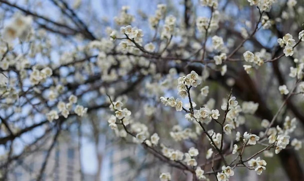 重庆中央公园建设历程,重庆中央公园保亿价格