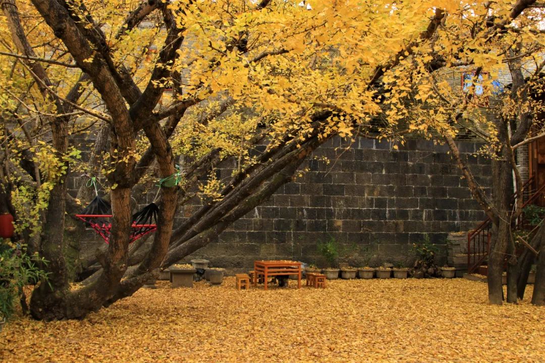 银杏谷泡温泉的地方,广东冬天赏银杏泡温泉