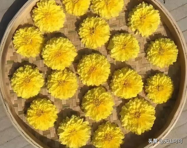 伏天适合喝哪种菊花,夏季喝干菊花冬天喝什么