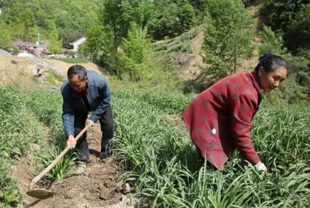 儿多不如儿少，养儿不如低保？农村这幅对联你怎么看？