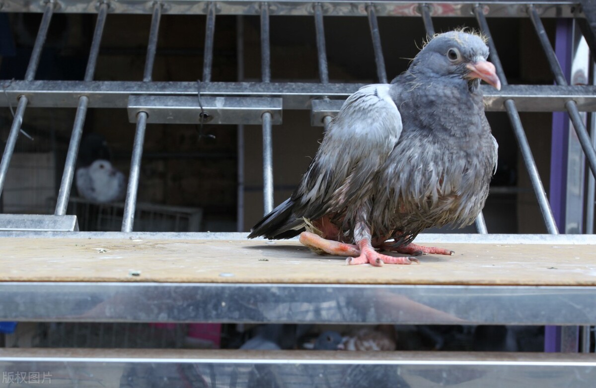 链球菌不光家畜发病,家禽也有,禽链球菌病的兽医知识