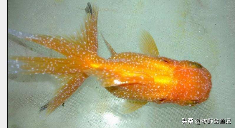 养金鱼冬天需要加热棒吗,家养金鱼冬天需要加热棒吗