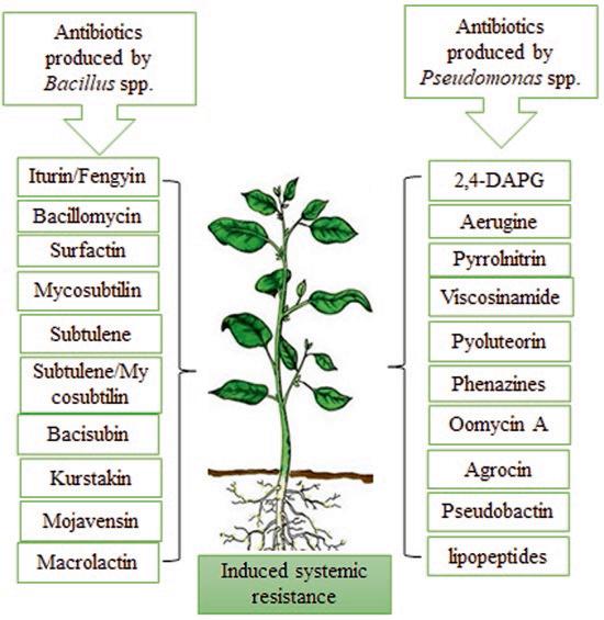 芽孢杆菌对植物的作用机制,芽孢杆菌在植物防治作用机理