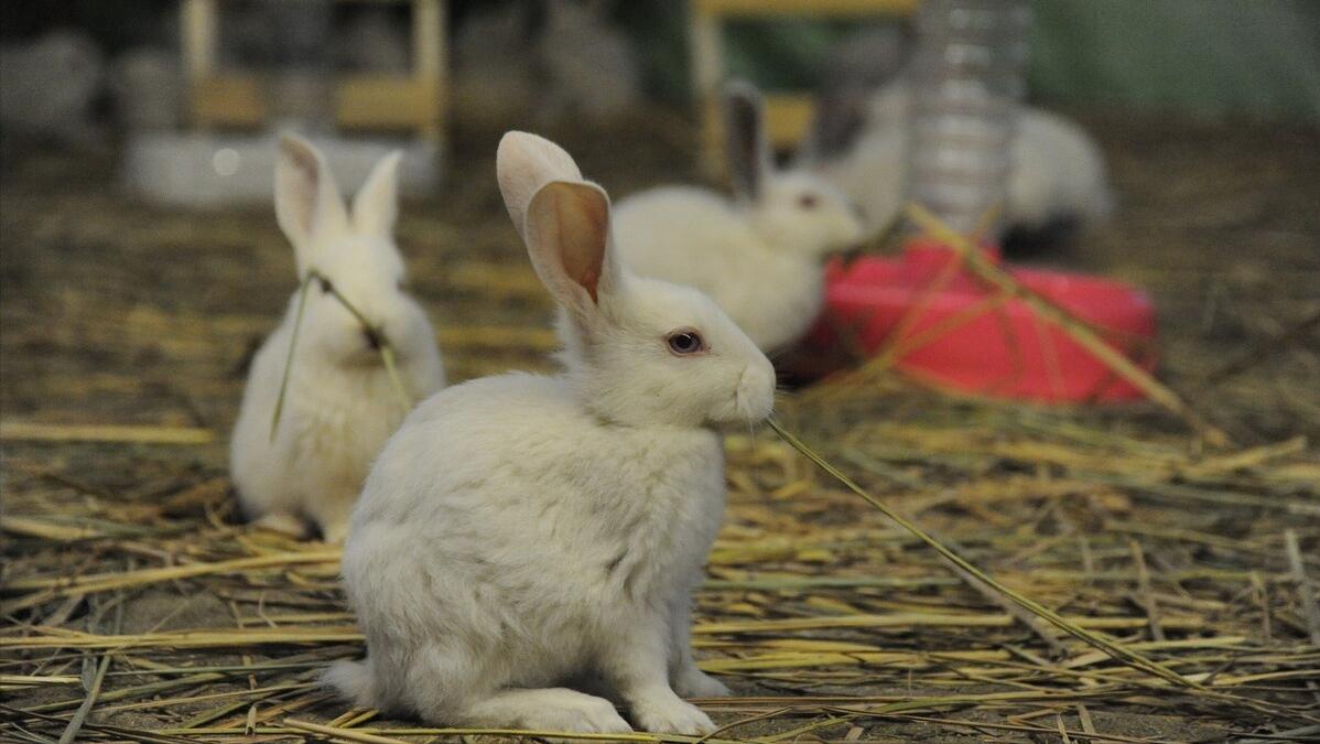 养兔技术与兔疾病防治的关系,养兔生病的症状