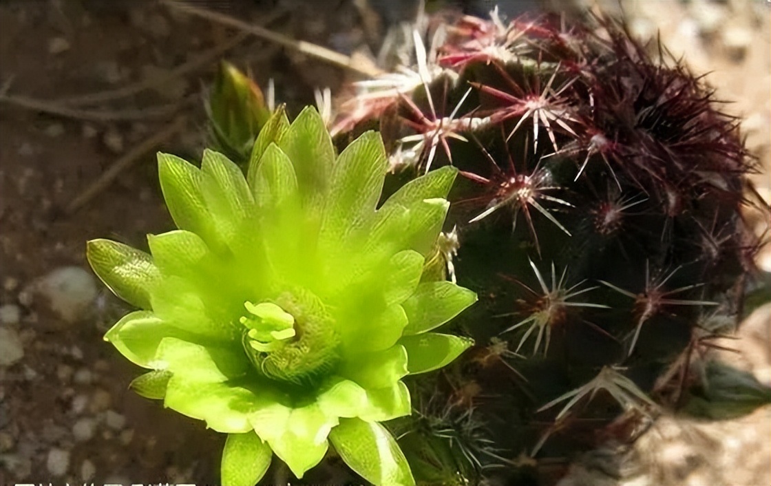 200种·仙人球开花图鉴，大开眼界，美到爆