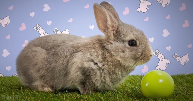 路上捡到野生兔子,上山捡柴火偶遇松鼠