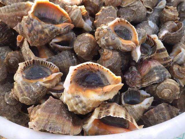 被吃到人工养殖的中国海螺，入侵黑海成“生态杀手”，为何没人吃