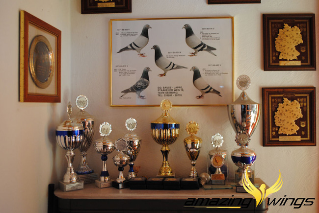 德国鸽界超级巨星迪欧亚普,图