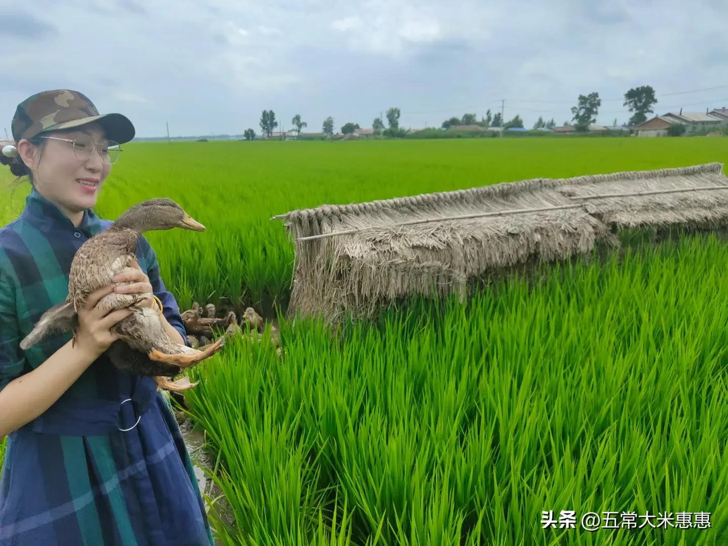 鸭田米为什么有味道,鸭田稻米质量怎么样