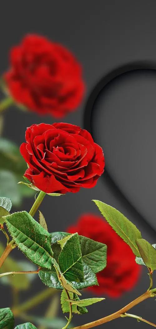 520浪漫玫瑰花壁纸,红玫瑰花壁纸大图