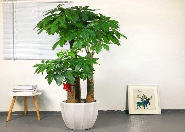 养在家里富贵花有哪些品种,盆栽富贵花怎么种植最好