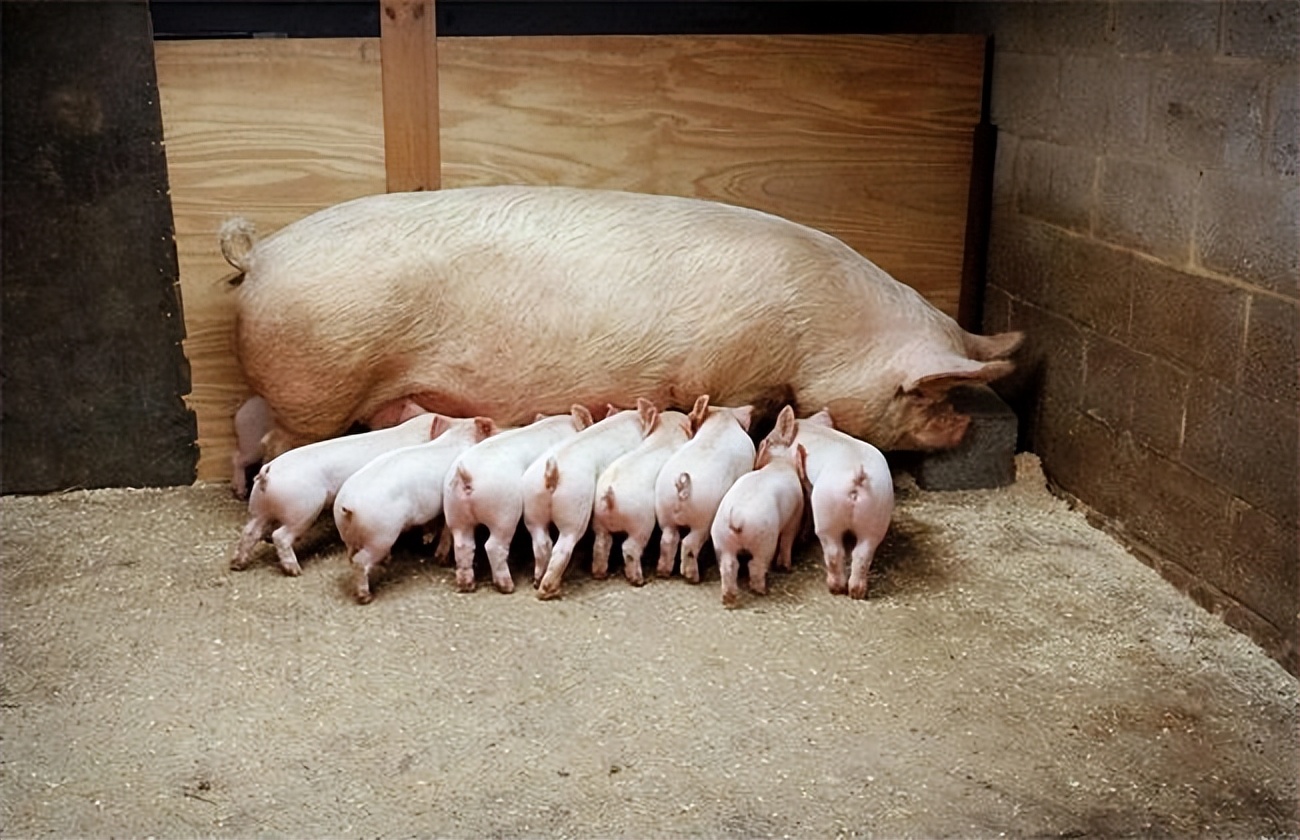 头胎母猪不给母猪喂催奶料可以吗,母猪产后奶水不足土方法催奶