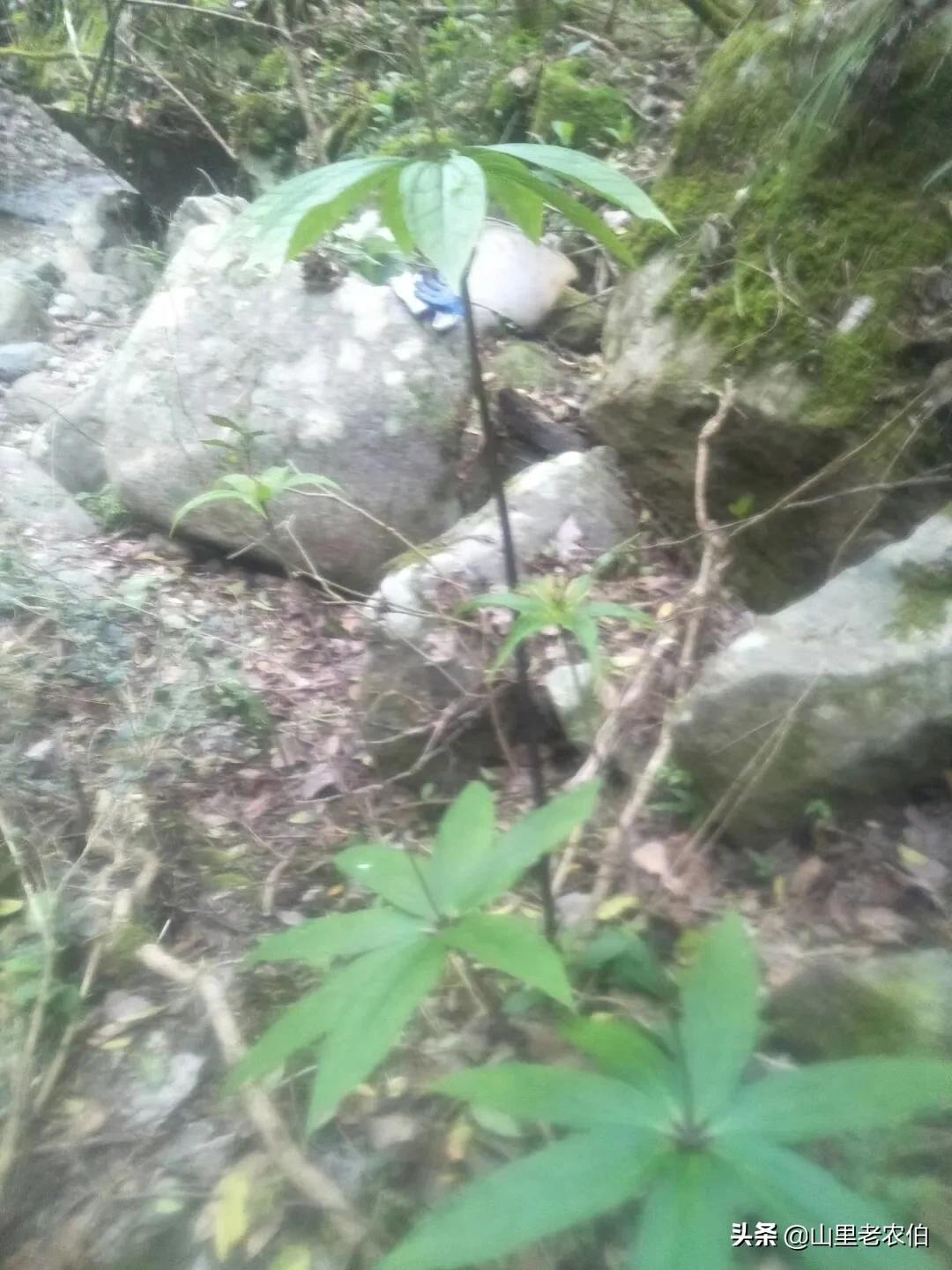 七叶一枝花齐名的草药有哪些,什么中草药可代替七叶一枝花