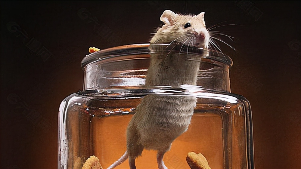 鼠王被抓叫来老鼠报复咬人,老鼠爬到床上为什么还会咬人