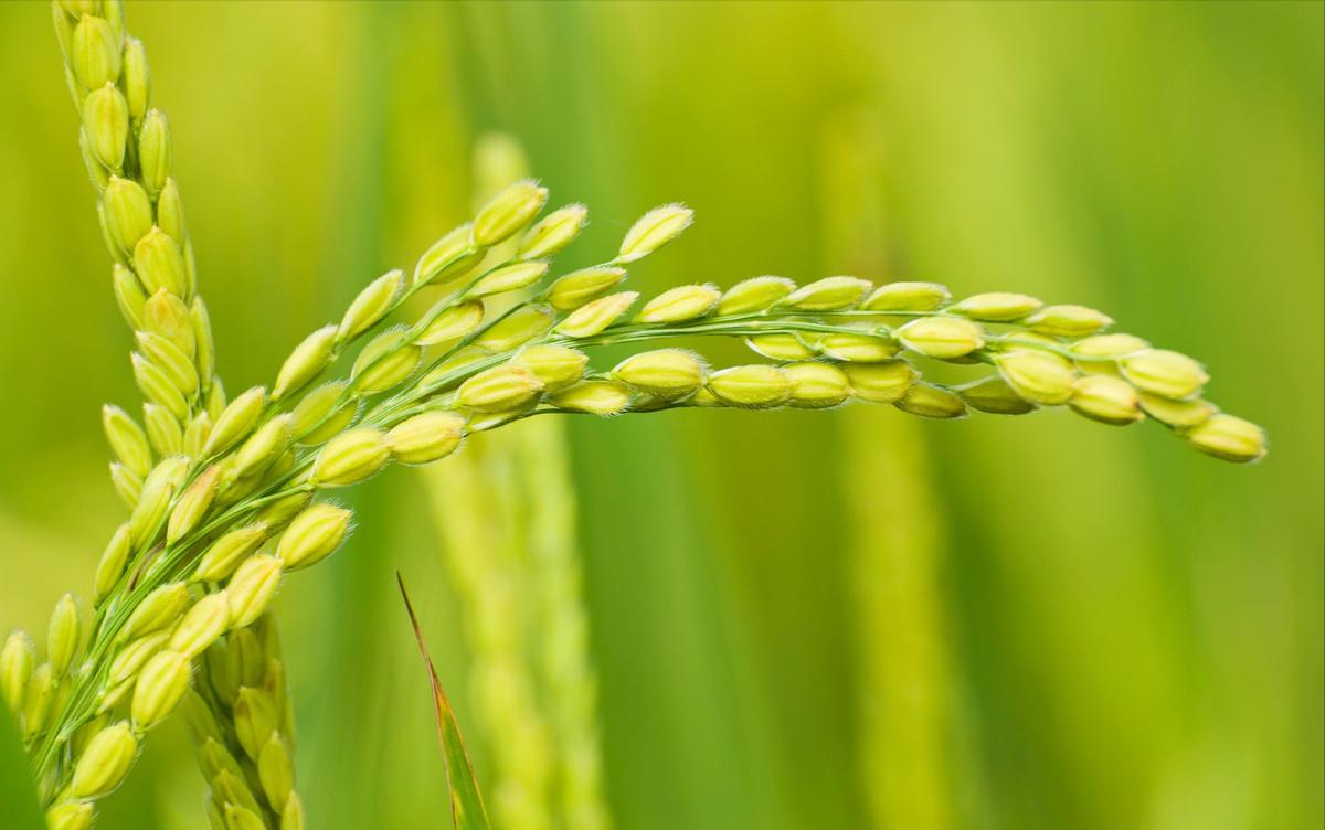 促进水稻氮素吸收利用的途径,促进水稻根系生长的措施