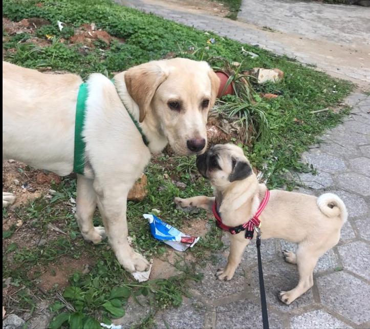 巴哥犬为什么很少人养,巴哥犬为什么看起来很忧郁