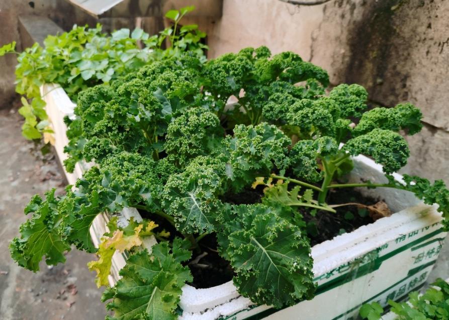 泡沫箱种菜有毒吗会不会致癌,泡沫箱种菜有毒是真的吗