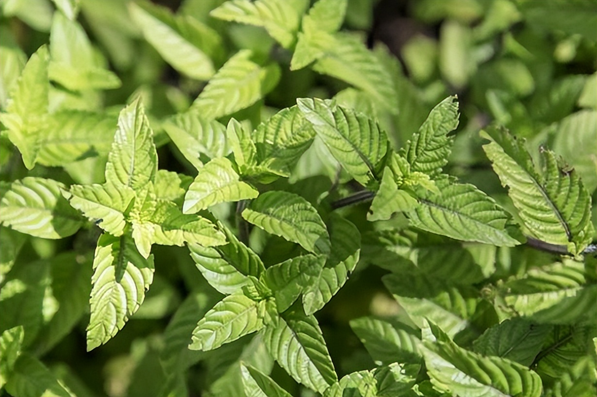 做凉粉的植物神仙草,绿凉粉纯天然新鲜凉粉草熬制