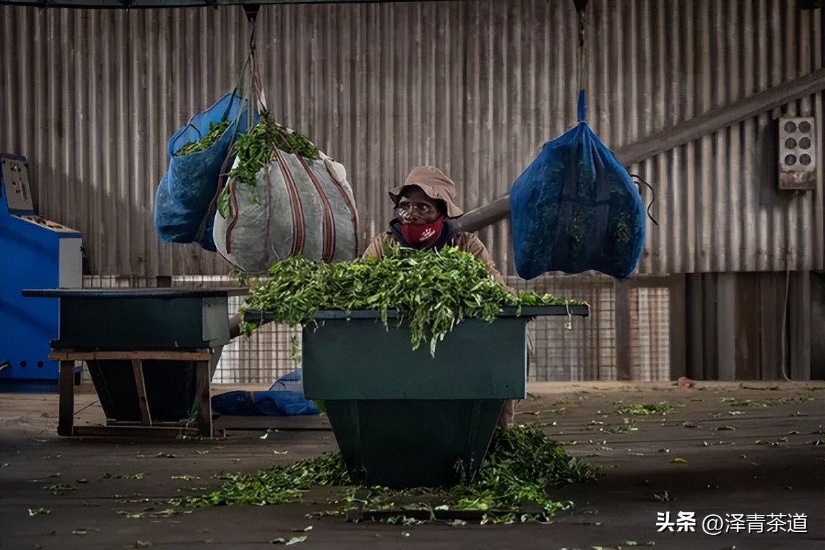2022年茶行业未来发展与前景,未来十年茶行业的发展机会