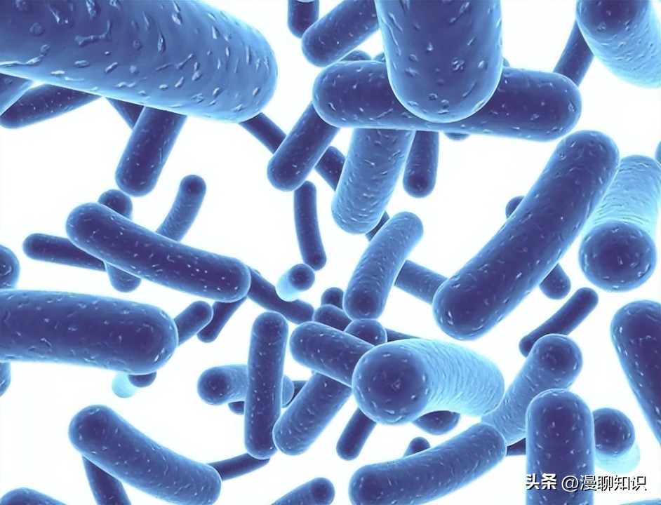 乳酸菌是一种还是一群细菌,乳酸菌是什么东西